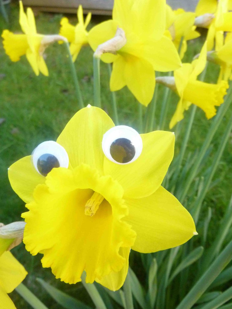 Narcisos