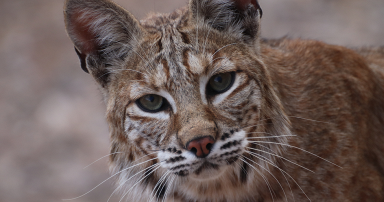 Hunting Bobcats