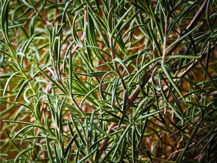 rosemary garden