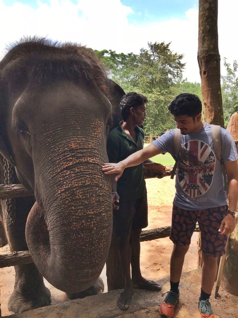 You can feed the elephants in the orphanage and the best part is they enjoy it.