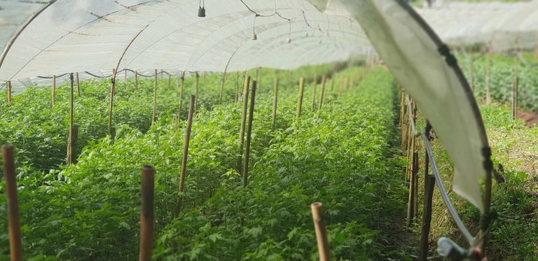 Chrysanthemum flower plantation as part of the Royal Project