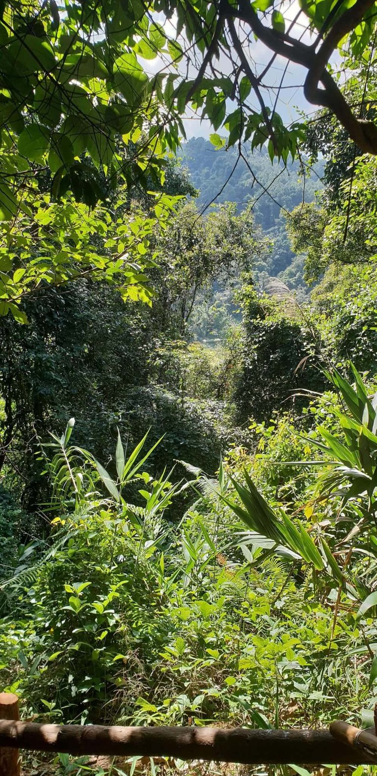 Trekking Doi Inthanon is a must-do Thailand adventure activity