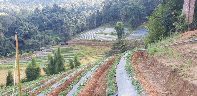 Mae Klang Luang village runs a rice bank which operates like a normal bank