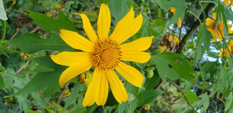 Nuttall's sunflower - Helianthus nuttallii spotted in Mae Klang Luang village