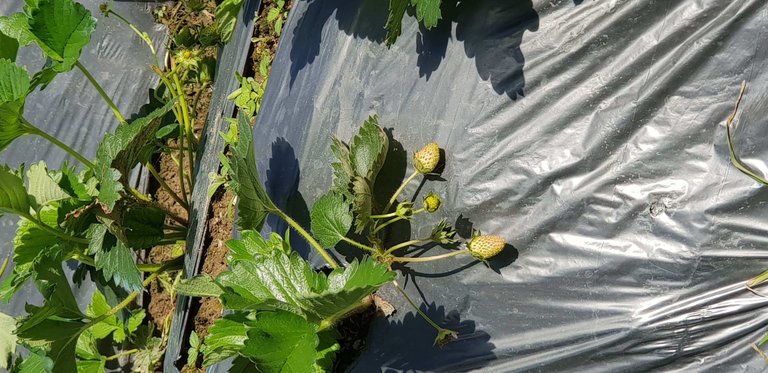 Rows of strawberry plants covered by sheets to protect them from excess heat