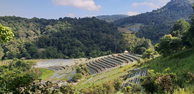 Terrace fields cut into the farm for paddy cultivation