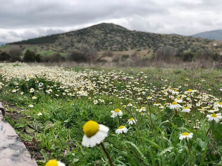 Picturesque green scenery in the ancient city of Aphrodisias