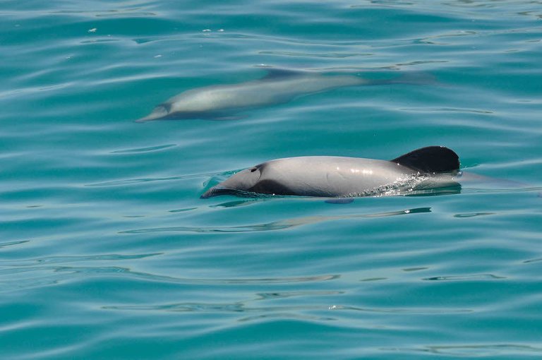 Swimming with wild dolphins in Akaroa is one of the most fun things to do in New Zealand South Island