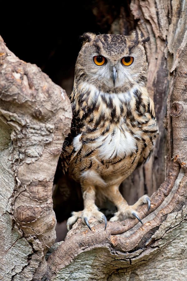 European eagle owl. In a tree hollow stock images