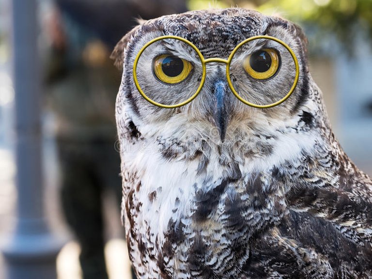 Owl facing camera, big yellow eyes. With pince nez. Beautiful bird. Wise old owl concept - just for fun stock image