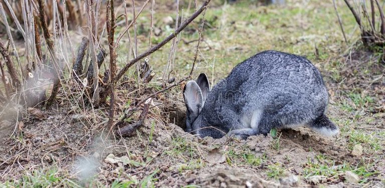 Rabbit hole