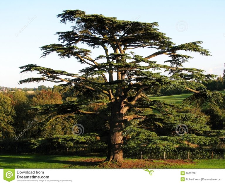 Lebanese cedar