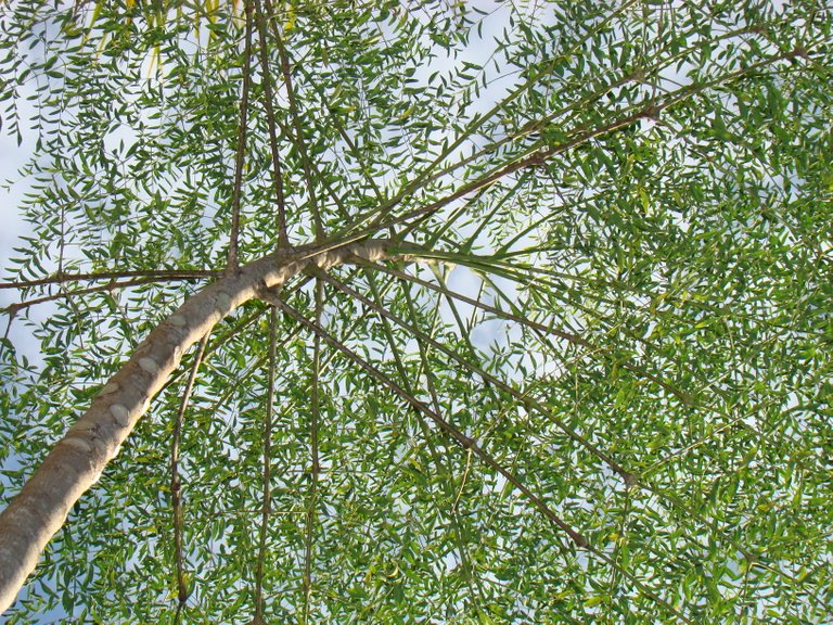 Moringa Tree