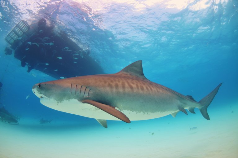 A tiger shark