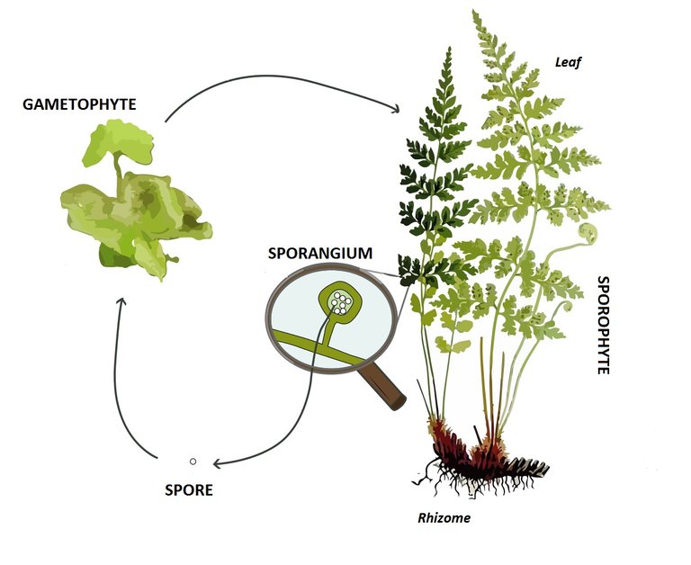 Fern life cycle