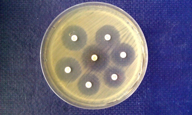 https://commons.wikimedia.org/wiki/File:Antibiotic_suceptible_bacteria