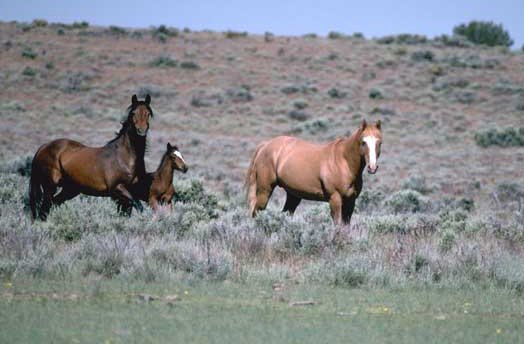 Mustangs