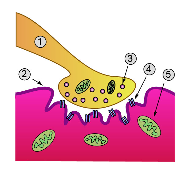 Neuromuscular junction (closer view) 1. presynaptic terminal 2. sarcolemma 3. synaptic vesicles 4. Acetylcholine receptors 5. mitchondrion