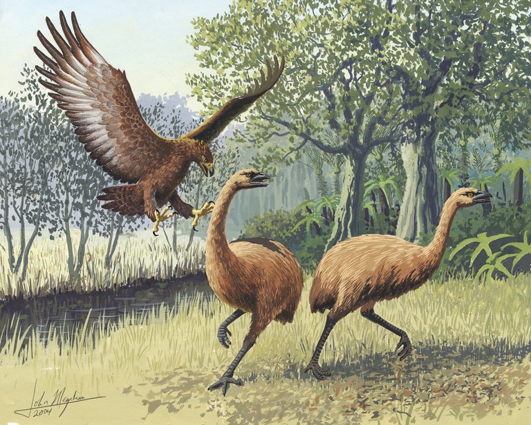 A Haast's eagle attacks Moa.