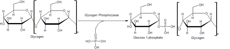 Action of Glycogen Phosphorylase on Glycogen