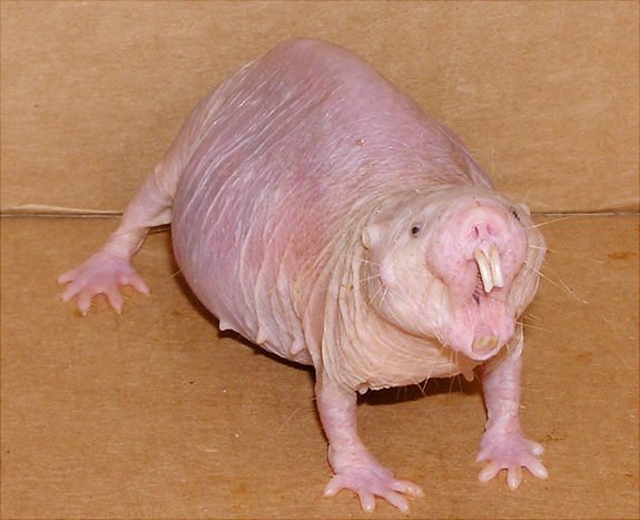 Mole-Rat