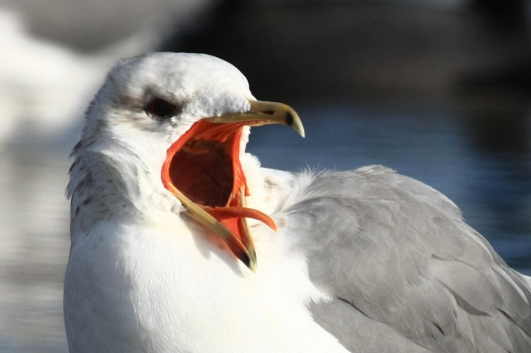 Livid Seagulls from Wikimedia Commons