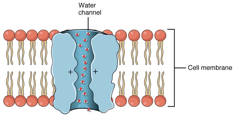 Aquaporin Channel