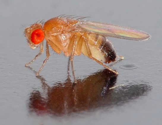 The fruit fly