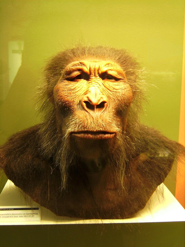 Paranthropus boisei.JPG