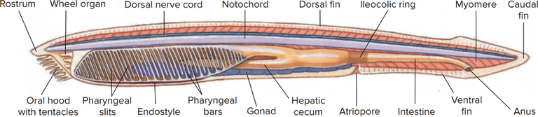 https://commons.wikimedia.org/wiki/File:Lancelet_Anatomy