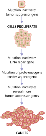 Cancers are caused by a series of mutations. Each mutation alters the behavior of the cell somewhat