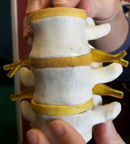 A model of segments of the human spine and spinal cord, nerve roots can be seen extending laterally from the (not visible) spinal cord.