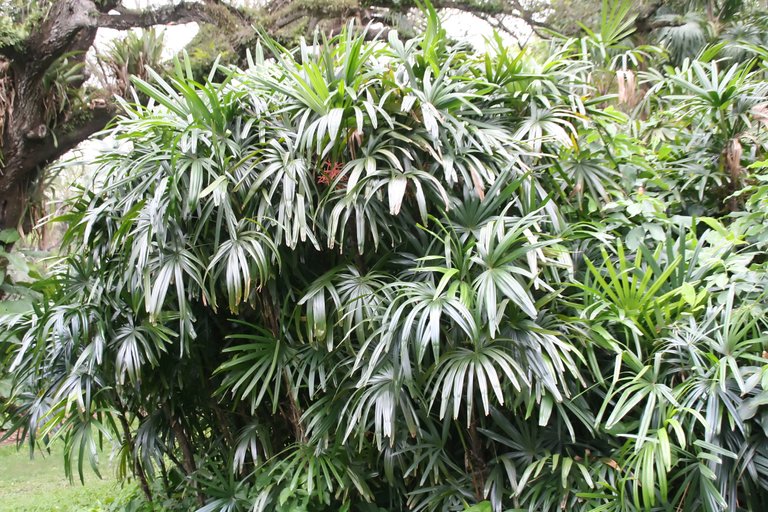 Palmera China otra planta purificadora del aire