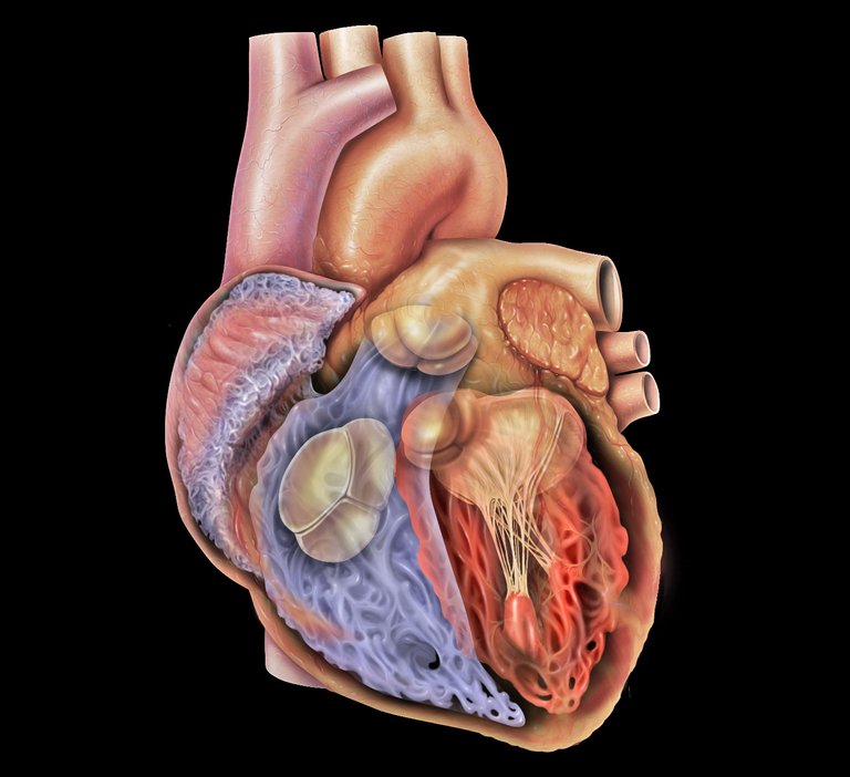 https://commons.wikimedia.org/wiki/File:Heart_anterior_ventricles_valves