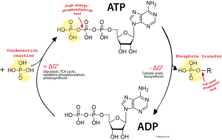 ADP/ATP cycle