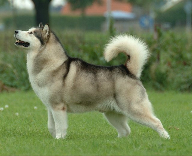 300px-Alaskan_Malamute.jpg