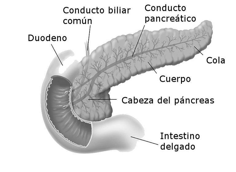 Duodenumandpancreas es.jpg