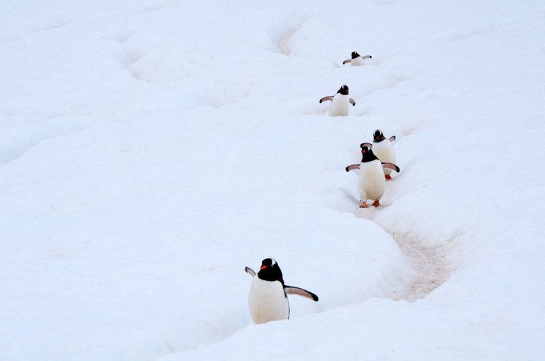 *the gentoo penguins*