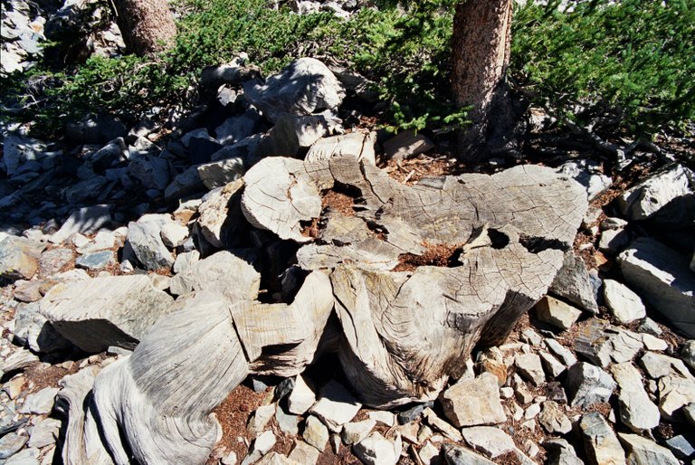 The stump of a very old bristlecone pine