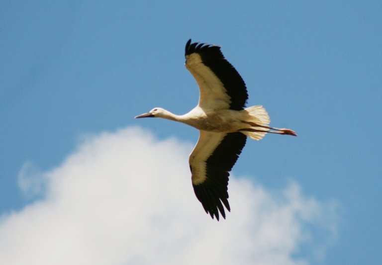 illustration of a flying bird