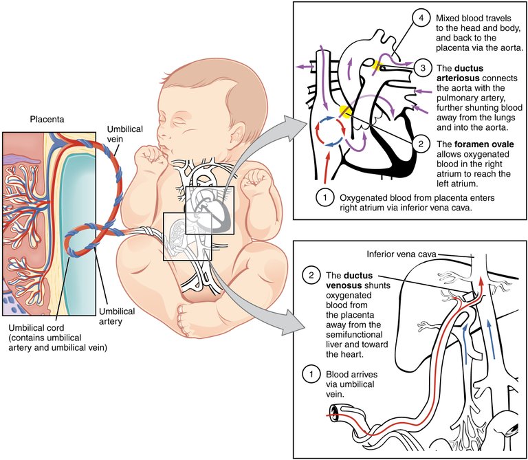 https://commons.wikimedia.org/wiki/File:2916_Fetal_Circulatory_System-02