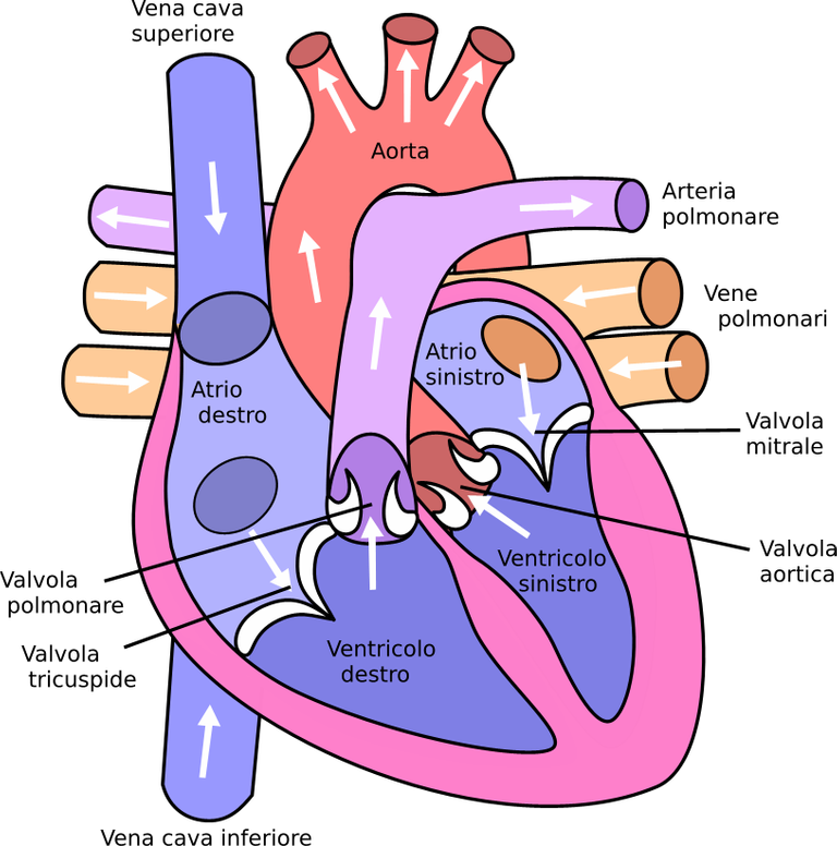 https://commons.wikimedia.org/wiki/File:Diagram_of_the_human_heart_%28cropped%29-it