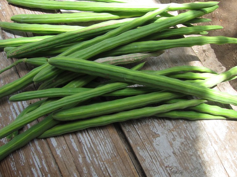 Moringa seed pods