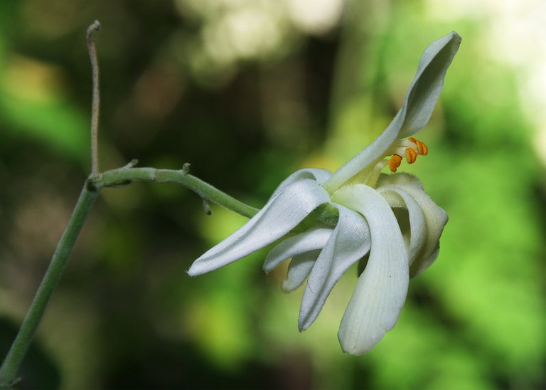 Moringa flower