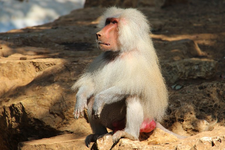 Hamadryas_baboon.jpg