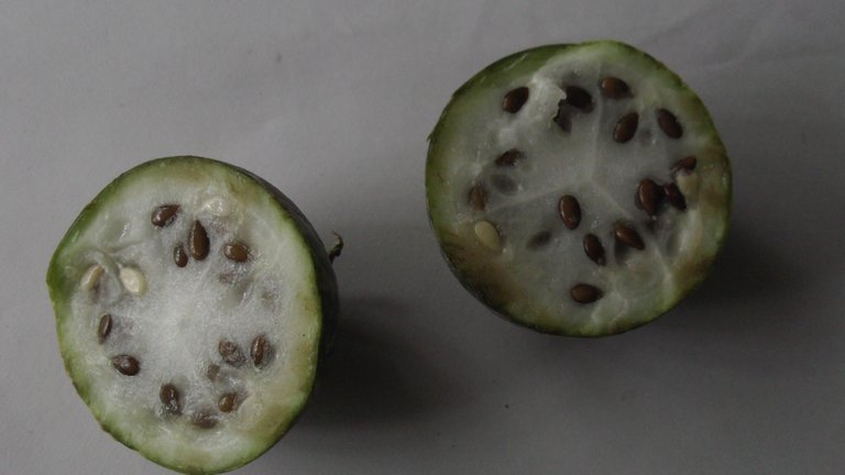 [Toxicology] - Vegetable Poisoning (Bitter Apple, Ergot, Semecarpus Anacardium, and Calotropis)