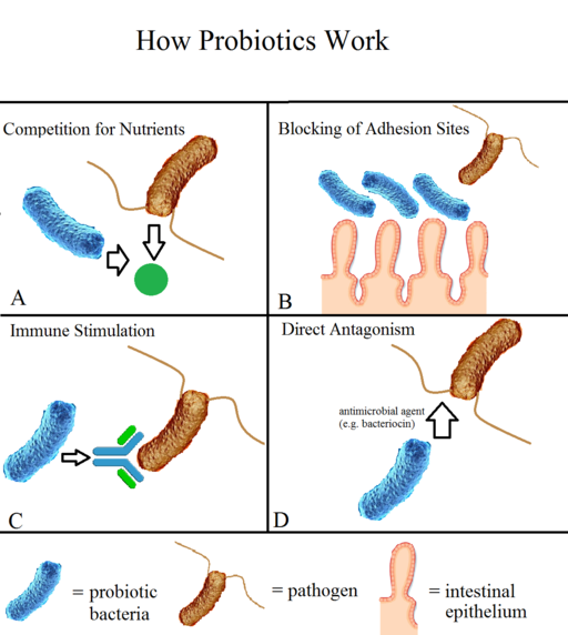 Probiotic