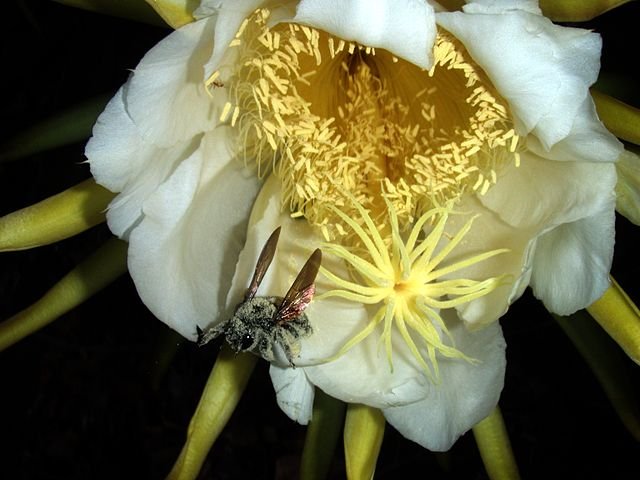 Female Xylocopa with pollen collected from night-blooming cereus