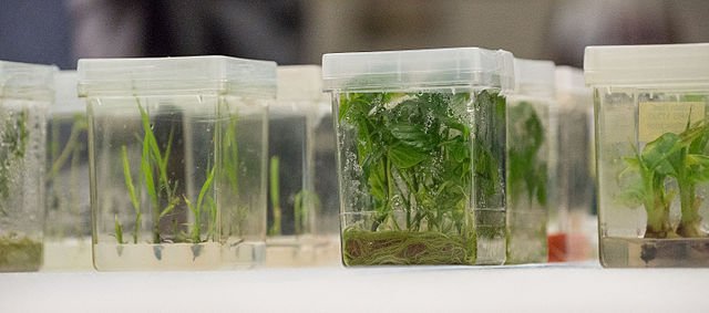Plant tissue cultures being grown at a USDA seed bank, the National Center for Genetic Resources Preservation.