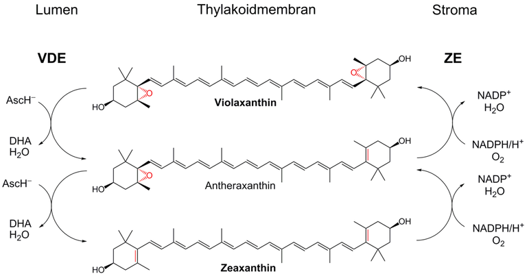 Xanthophyll cycle